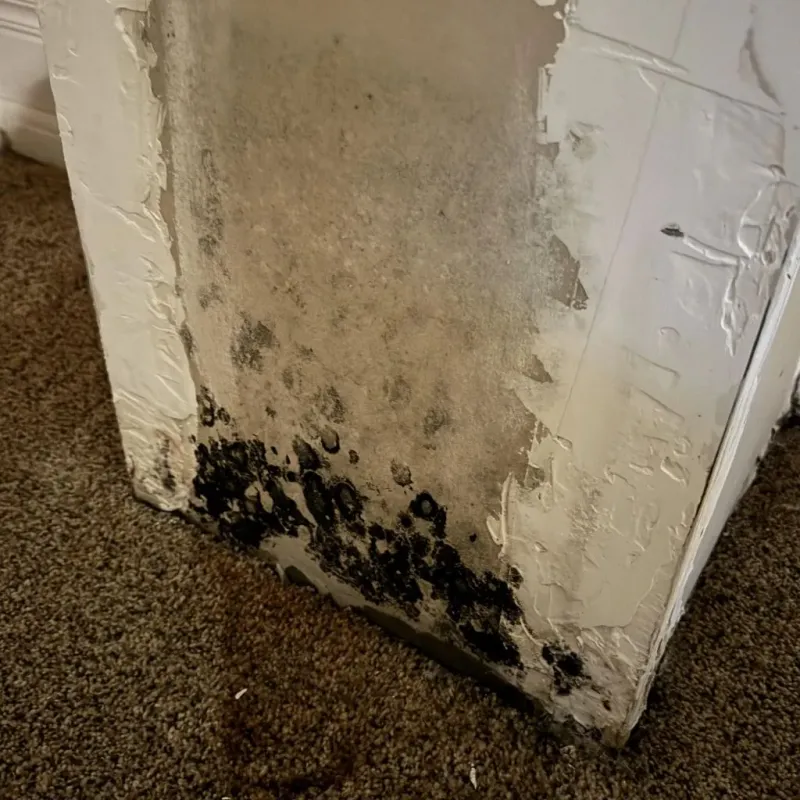 Professional Mold Removal in Fruitport, MI